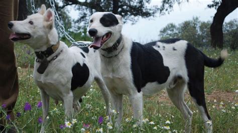 podenco paternino|Podenco Paternino de Huelva